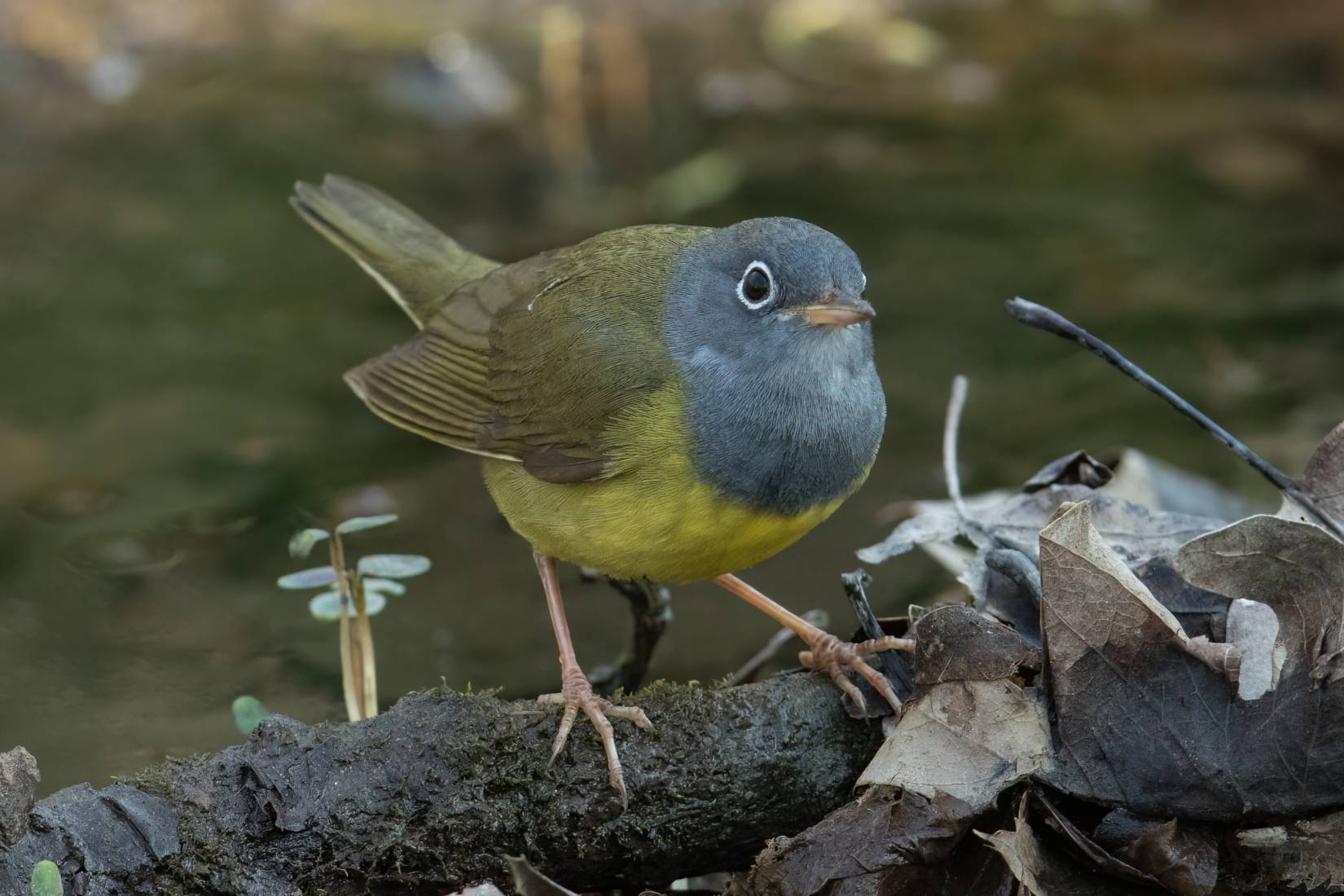 Migrating bird DNR file photo